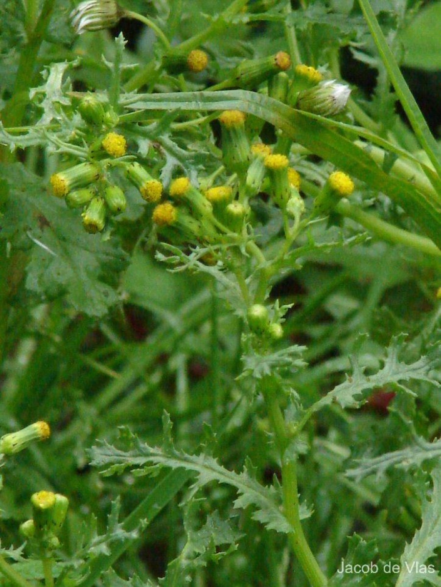 Senecio vulgaris L.